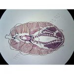 K1858B Small image