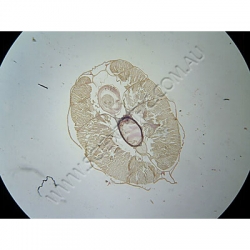 K1858C Small image