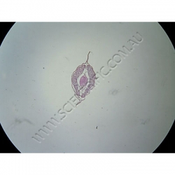 K1858D Small image