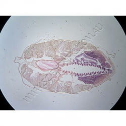 K1858E Small image