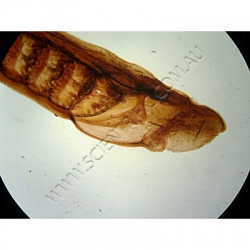 Click to enlarge K1859E-Cyclostomata-lamprey-ammocoetes-larva-WM-Young-adult.jpg