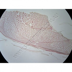 K1860 Small image