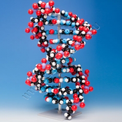 MKS-122-10_DNA_10_layer_semi-spacefilling_model-2.jpg