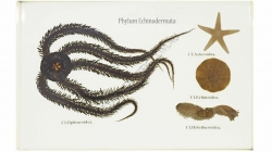 K1288 Small image