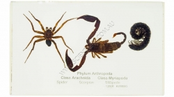 K1306B Small image