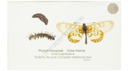K1323 Small image
